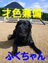ズッコケ見習い警察犬きな子ちゃんのブログ